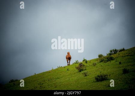 Chevaux sauvages dans le parc provincial de l'Alberta Banque D'Images