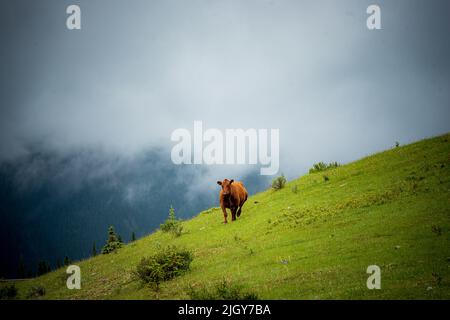 Chevaux sauvages dans le parc provincial de l'Alberta Banque D'Images