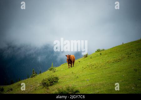 Chevaux sauvages dans le parc provincial de l'Alberta Banque D'Images