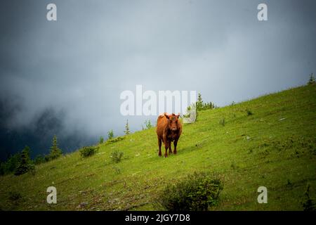 Chevaux sauvages dans le parc provincial de l'Alberta Banque D'Images