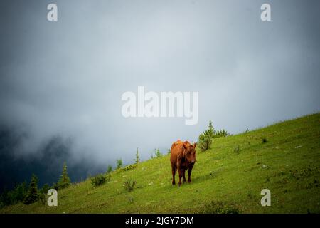 Chevaux sauvages dans le parc provincial de l'Alberta Banque D'Images