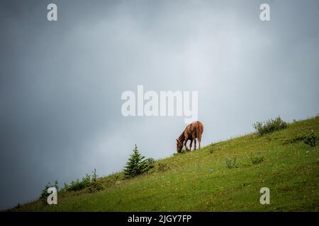 Chevaux sauvages dans le parc provincial de l'Alberta Banque D'Images