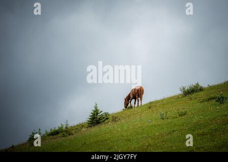 Chevaux sauvages dans le parc provincial de l'Alberta Banque D'Images