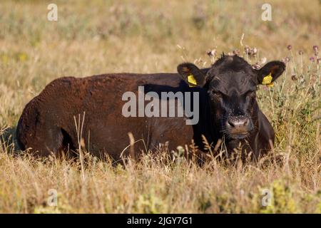 Un taureau se trouve dans l'herbe en regardant le spectateur avec beaucoup de mouches bourdonnant autour de son nez et des yeux. L'été, herbe sèche, lumière du soleil éclatante. Banque D'Images