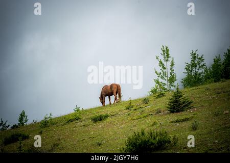 Chevaux sauvages dans le parc provincial de l'Alberta Banque D'Images