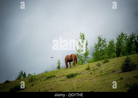 Chevaux sauvages dans le parc provincial de l'Alberta Banque D'Images