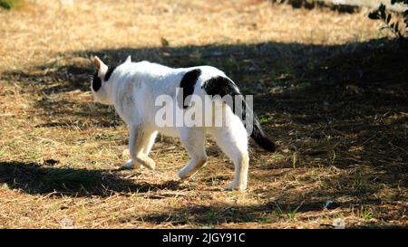 Vue arrière d'un chat errant marchant sur l'herbe dans un parc d'hiver Banque D'Images