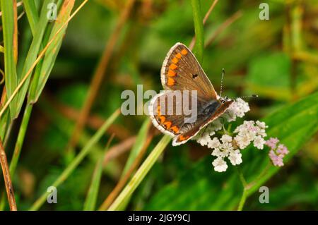 Papillon Argus brun Aricia agestis',', Papillon, la craie et le calcaire downland, Hampshire, Angleterre, Royaume-Uni Banque D'Images