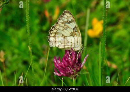 Papillon blanc marbré, prairie de Melanargia galathea, scrobland, calcaire et craie, collines de Mendip, Somerset, ROYAUME-UNI Banque D'Images