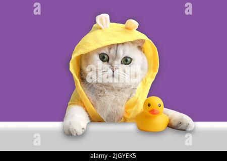 Drôle de chat blanc dans un manteau jaune, regarde hors de la coquille avec un canard en caoutchouc jaune sur un fond violet. Banque D'Images