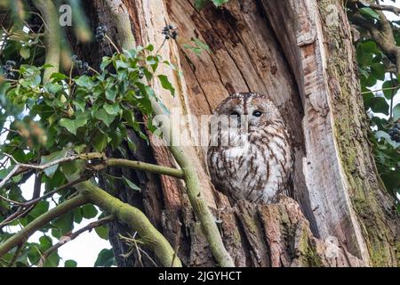 La chouette de Tawny, assise et reposant sur l'arbre, regardant dans la caméra Banque D'Images