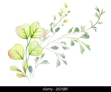 Aquarelle composition d'eucalyptus. Longues branches sur une ligne diagonale isolée sur le blanc. Illustration botanique dessinée à la main. Fleurs transparentes abstraites Banque D'Images