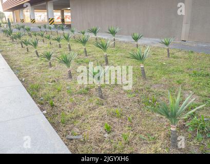 Pelouse avec petits palmiers. Palmiers plantés. Plantules Banque D'Images