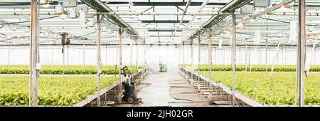 Green House et légumes verts. Jeunes plantes poussant dans une très grande pépinière. Bannière Web Banque D'Images