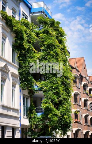 Façade extrême se verdissement avec Campsis radicans trompette vigne dans le vieux Cologne Banque D'Images