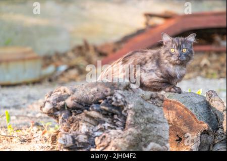 Un petit foyer de chat Kurilian Bobtail assis sur un tronc d'arbre Banque D'Images