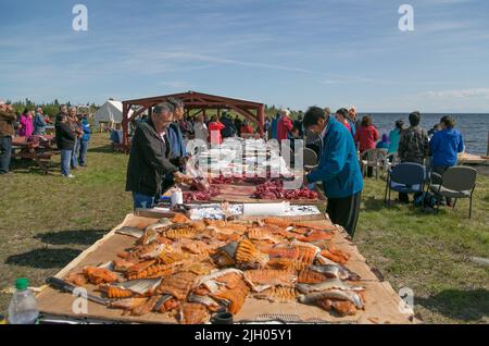 Des Dénés autochtones préparent du gibier et du poisson sauvages pour la fête communautaire en été, dans le village de Deline, dans les Territoires du Nord-Ouest, au Canada Banque D'Images