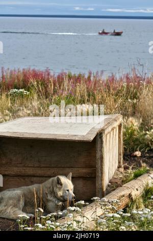 Chien Husky blanc assis à l'extérieur de la maison de chien en été, avec un bateau sur le lac Great Bear, dans la communauté indigène de Deline, Territoires du Nord-Ouest, Canada Banque D'Images