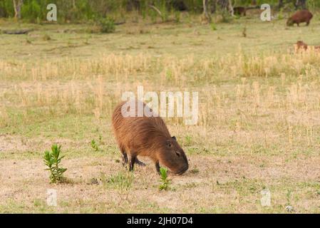 Capybara, hydrochoerus hydrochaeris, le plus grand rongeur vivant, originaire d'Amérique du Sud, mangeant de l'herbe un après-midi d'été, dans le parc national d'El Palmar, ENTR Banque D'Images