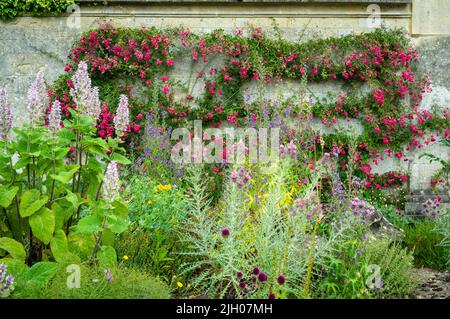 Plantes poussant contre un mur, Oxford Botanic Garden, Royaume-Uni 2022 Banque D'Images