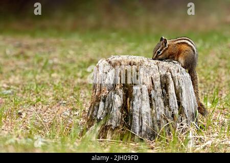 Un mignon et ludique chipmunk courir, sauter, s'asseoir et manger sur un vieux tronc d'arbre dans E.C. Manning Park, Colombie-Britannique, Canada Banque D'Images