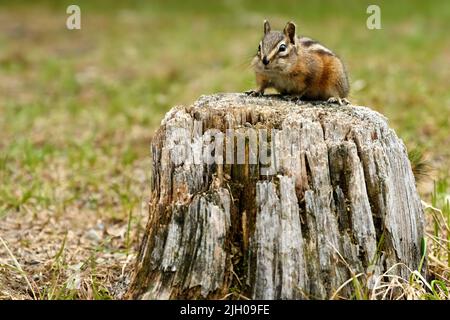 Un mignon et ludique chipmunk courir, sauter, s'asseoir et manger sur un vieux tronc d'arbre dans E.C. Manning Park, Colombie-Britannique, Canada Banque D'Images