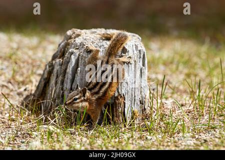 Un mignon et ludique chipmunk courir, sauter, s'asseoir et manger sur un vieux tronc d'arbre dans E.C. Manning Park, Colombie-Britannique, Canada Banque D'Images