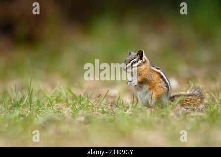 Un mignon et ludique chipmunk courir, sauter, s'asseoir et manger sur le terrain à E.C. Manning Park, Colombie-Britannique, Canada Banque D'Images