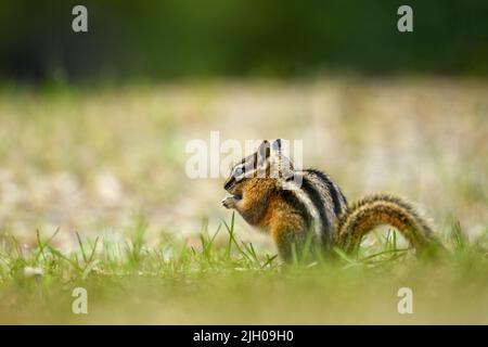 Un mignon et ludique chipmunk courir, sauter, s'asseoir et manger sur un vieux tronc d'arbre dans E.C. Manning Park, Colombie-Britannique, Canada Banque D'Images