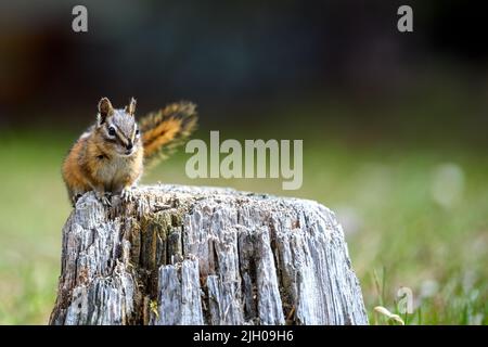 Un mignon et ludique chipmunk courir, sauter, s'asseoir et manger sur un vieux tronc d'arbre dans E.C. Manning Park, Colombie-Britannique, Canada Banque D'Images