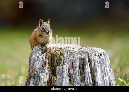 Un mignon et ludique chipmunk courir, sauter, s'asseoir et manger sur un vieux tronc d'arbre dans E.C. Manning Park, Colombie-Britannique, Canada Banque D'Images