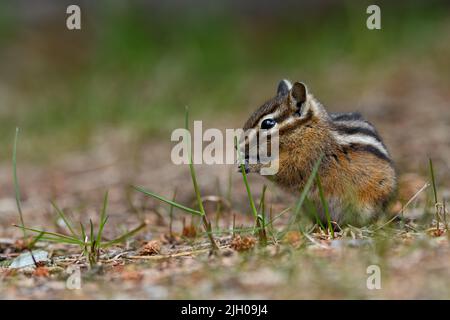 Un mignon et ludique chipmunk courir, sauter, s'asseoir et manger sur le terrain à E.C. Manning Park, Colombie-Britannique, Canada Banque D'Images