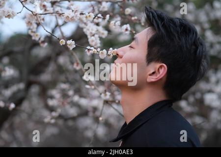 Portrait du beau jeune asiatique les yeux fermés et l'odeur de fleur de prune sur la branche de l'arbre Banque D'Images
