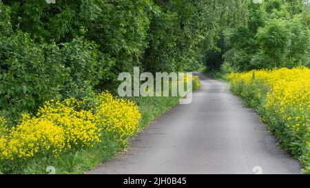 Une route rurale étroite, bordée de fleurs jaunes et d'une forêt, qui se courbe et disparaît au loin. Banque D'Images