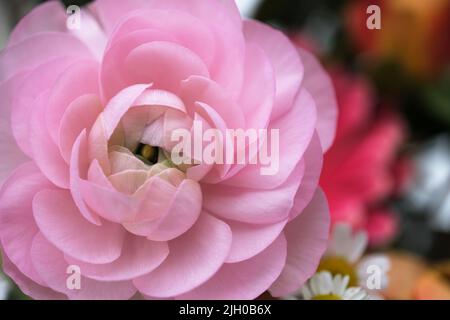 Avant de Ranunculus asiticus en fleurs roses. Belle tête de fleur Banque D'Images