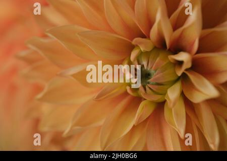 Macro de couleur jaune orange Dahlia pinnata fleur. Gros plan extrême sur un seul fond de fleur Banque D'Images