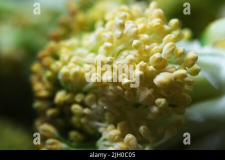 Macro de têtes de fleurs de Brocoli jaune. Gros plan sur Broccoli légume Banque D'Images