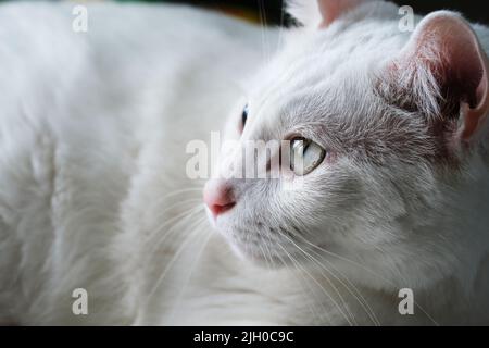 visage et œil blancs de chat. gros plan extrême Banque D'Images