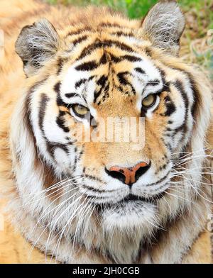 Portrait d'Amur Tiger en gros plan Banque D'Images