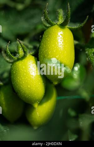 Les plants de tomates en serre de tomates vertes plantation. L'agriculture biologique, les jeunes plants de tomates de serre dans la croissance. Banque D'Images