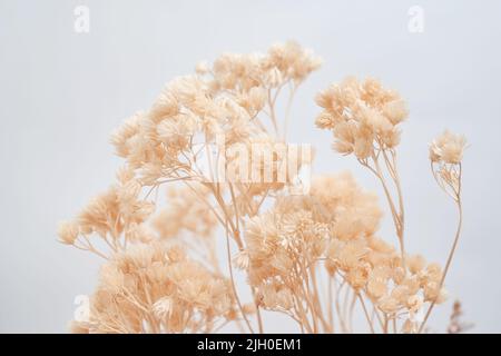 Fleur sèche de couleur beige sur fond blanc Banque D'Images