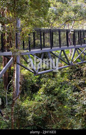 Skywalk : promenade en hauteur dans la forêt tropicale sur Tamborine Mountain, Queensland, Australie. Attraction touristique. Passerelles en acier à travers le toit. Banque D'Images