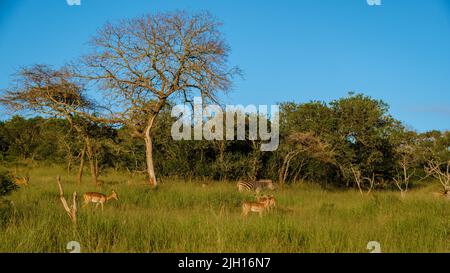 Savannah paysage coucher de soleil en Afrique du Sud Thanta Game Reserve Kwazulu Natal. savannah Bush Savannah paysage. Antilope et zèbres à la savane Banque D'Images