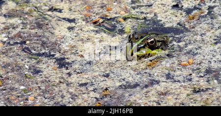 Grenouille de Perez, grenouille ibérique, Pélophylax perezei, Parc national de la Sierra de Guadarrama, Segovia, Castilla y León, Espagne, Europe Banque D'Images