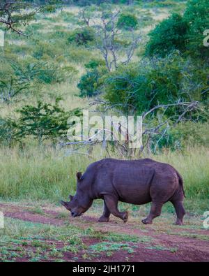 White Rhino dans le Bush de la famille du Blue Canyon Conservancy en Afrique du Sud près du parc national Kruger, White rhinoceros, Wild African White Rhino, Afrique du Sud Banque D'Images