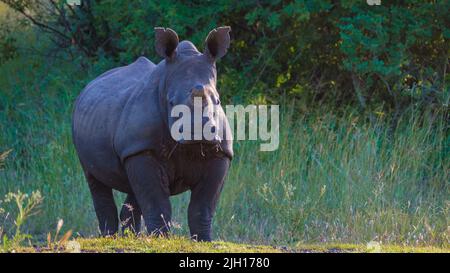 White Rhino dans le Bush de la famille du Blue Canyon Conservancy en Afrique du Sud près du parc national Kruger, White rhinoceros, Wild African White Rhino, Afrique du Sud Banque D'Images