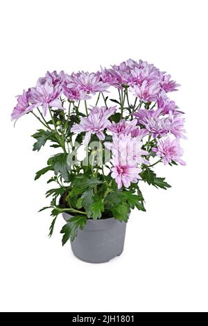 Fleurs de Chrysanthemum blanc et rose à rayures en pot sur fond blanc Banque D'Images