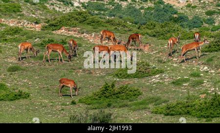 Un troupeau de cerfs se saisit sur une pente de montagne Banque D'Images