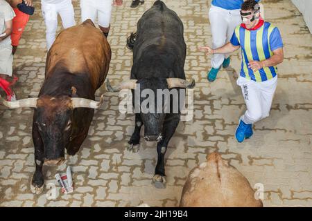 Pampelune, Espagne. 14th juillet 2022. Un coureur court à côté de plusieurs taureaux de la dernière course des taureaux des festivités de San Fermin 2022 à Pampelune. Crédit : SOPA Images Limited/Alamy Live News Banque D'Images