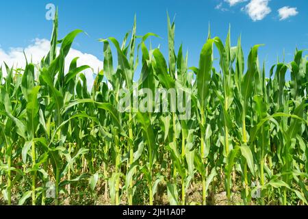 Hautes tiges de maïs vertes et ciel bleu, vue d'été Banque D'Images
